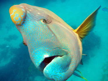 Humphead Maori Wrasse