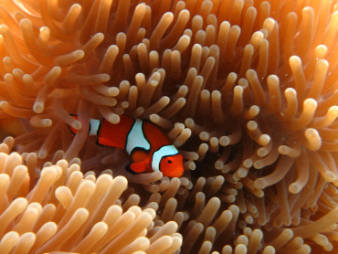 Close up view of clownfish in an anemone in Torres Strait waters.