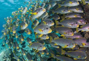 School of fish (diagonal sweetlip) in clear shallow reefal waters.