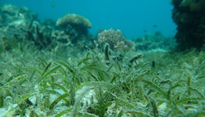 Underwater scene showing seagrass on sand with corals and fish in the background