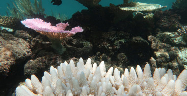 Coral reef with several bleached white corals and one bright pink coral indicating signs of severe stress following high seawater temperatues in 2017.