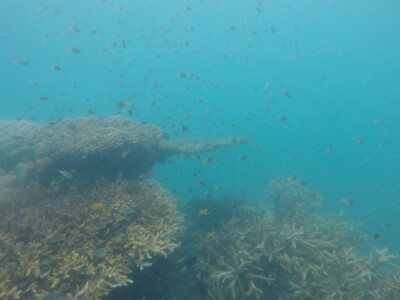 Corals with fish swimming above them. The visibility is low which is typical of inshore coral reefs due to their proximity to land-based influences driving low water clarity.