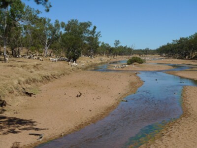 A tree-lined meandering river at low water level with a herd of cattle.