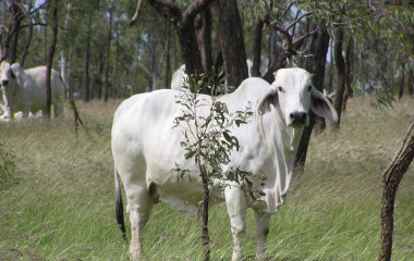 Grazing cattle in an area of good vegetation cover showing new and established trees, and a mix of grasses.