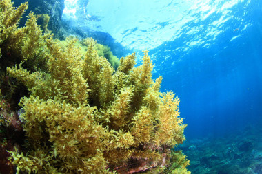 Underwater scene of a large stand of algae growing on a reef.