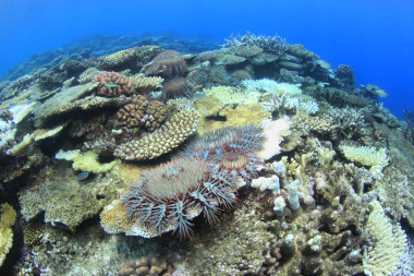 A cluster of crown-of-thorns starfish eating table corals in a coral reef landscape. Some corals have died and are covered with algae.