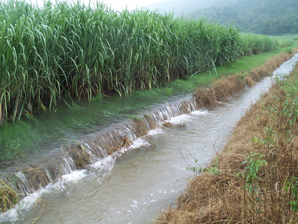 Large volumes of water running off a sugarcane field into a drain.