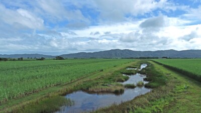 Low lying constructed wetland area in between sugarcane fields.