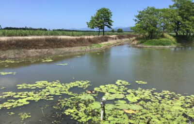 Constructed wetland adajcent to a sugarcane field in the Tully catchment.