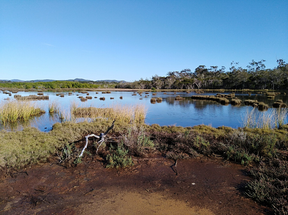 Natural wetlands showing aquatic plants in the foreground, a water body and well-established, mature trees in the background.