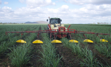 Tractor applying pesticides to a sugarcane field using a banded sprayer which has nozzles to target sugarcane rows.