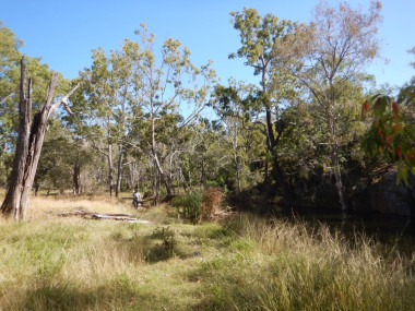 Landscape showing trees and grasslands along a stream.