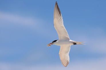 Great crested tern, white with black cap, in flight with wings fully outstretched with a small fish between its orange beak.