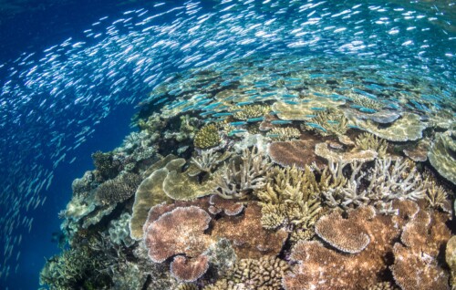 Diverse coral reef surrounded by schooling fish