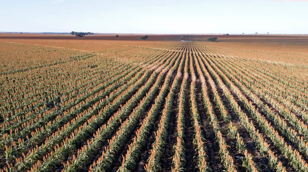 Extensive fields showing rows of sorghum crop in flower - small green plants with orange flowers.