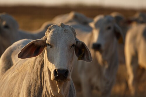 Grazing cattle.