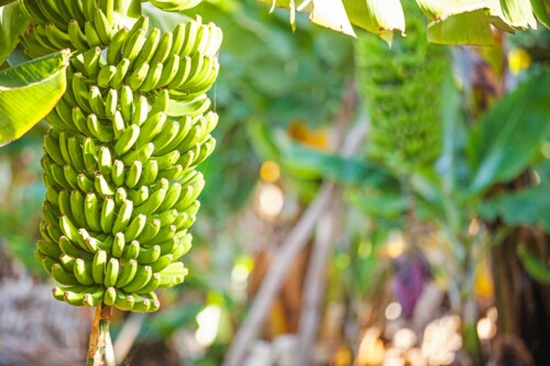 Bunch of bananas on a banana tree.