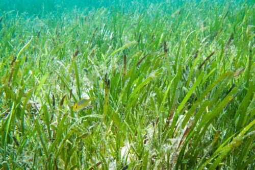 Seagrass growing in sandy bottom