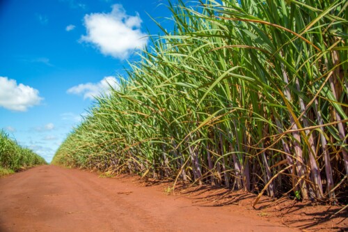 Sugarcane fields adjacent to dirt road.