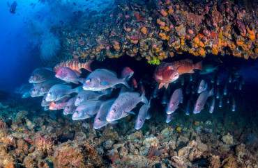 A mixed school of silver and red fishes hiding out under a rocky ledge covered with sponges and algae