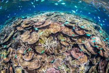 Diverse coral reef surrounded by many small fishes