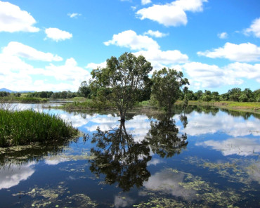 A wetlands landscape with a large tree and a blue sky with puffy white clouds reflected on the water below