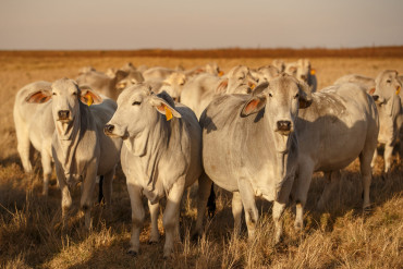 Herd of white Brahman cows standing in late afternoon sunlight in dry grassland