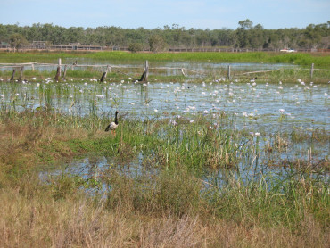 View of various birds around a wetlands. Expanse of water interspersed with grasses and trees